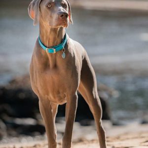 Red Dingo Vivid PVC Dog Collar Blue 1
