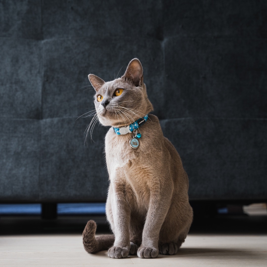 Shop Cat Collars